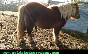 brazzzer - pony, fucking beastiality scenes