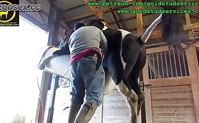 bzbz - handjob, horse porn videos