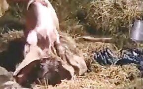 sex with pig, beastiality sex free videos